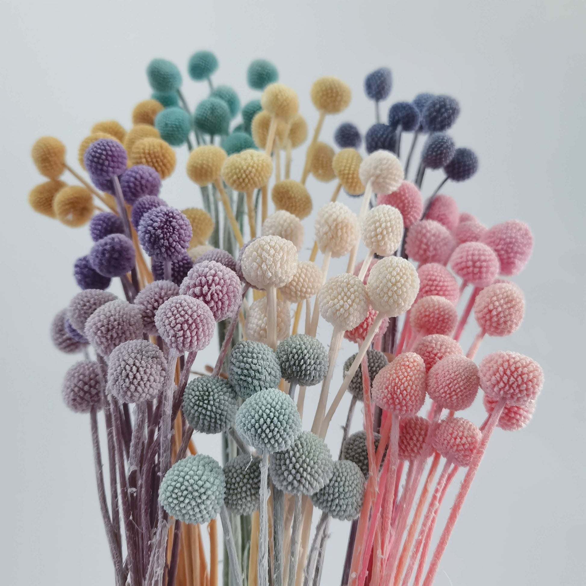 Craspedia (Billy Buttons) - Dried Flowers | Blooms Artisan PH