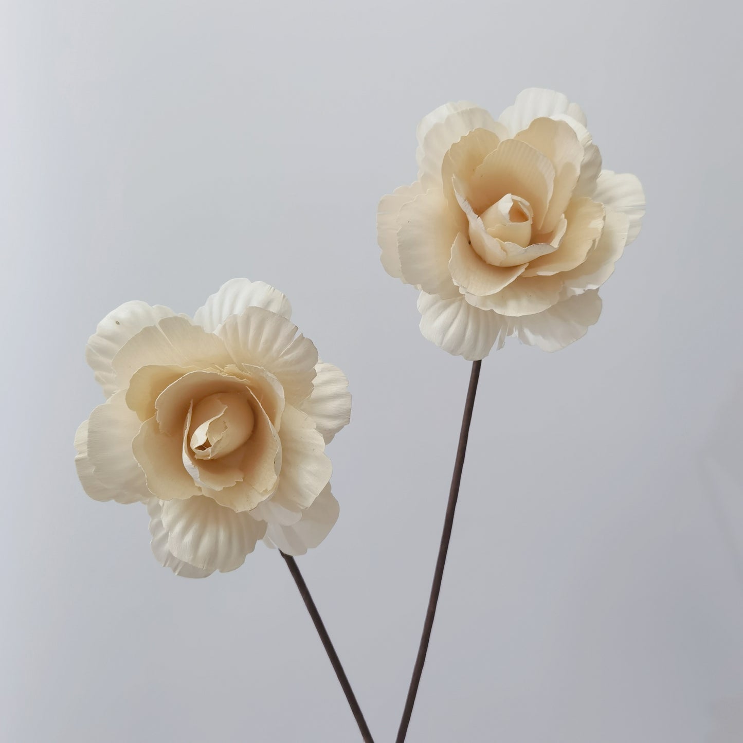 Asian Peony - Dried Flowers | Blooms Artisan PH