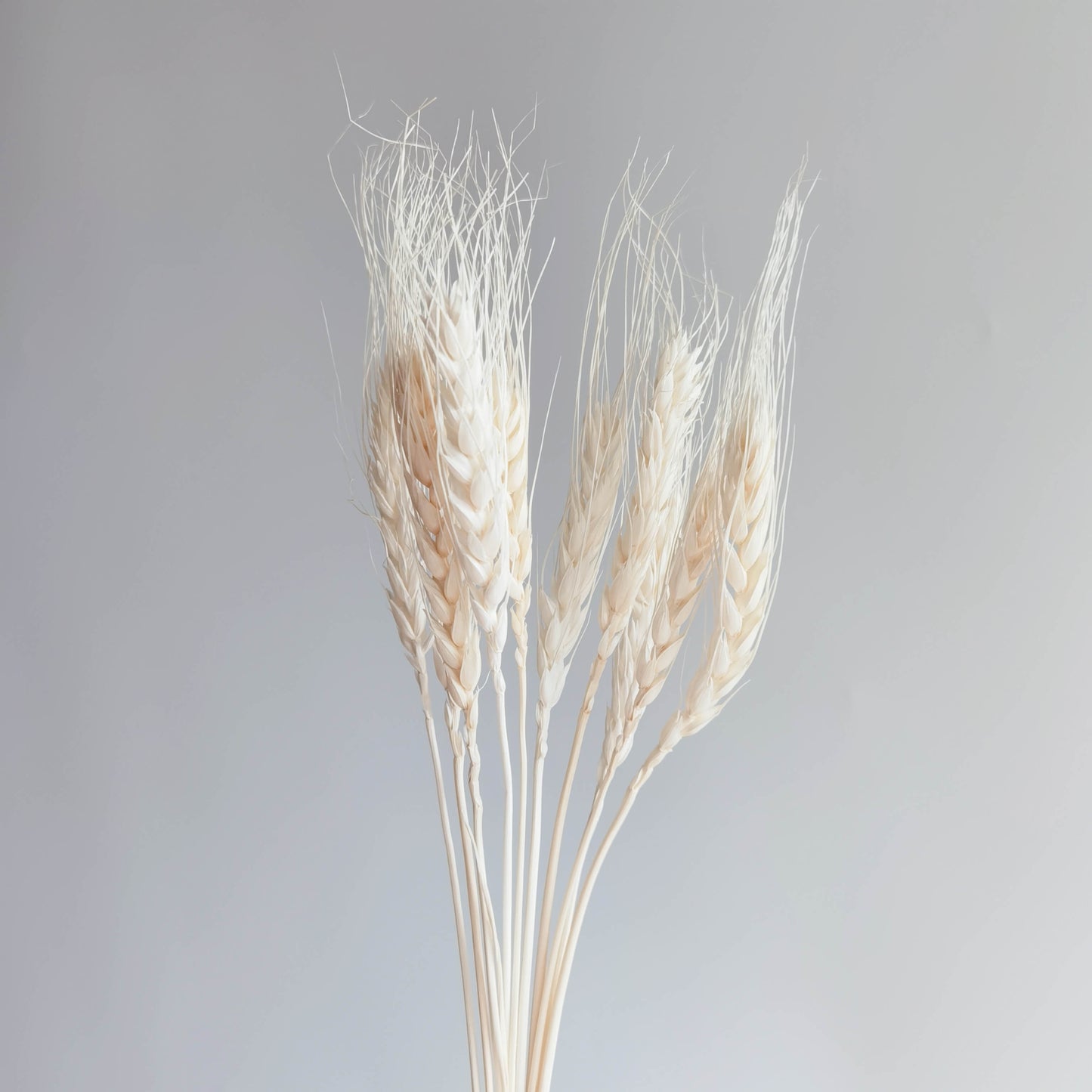Dried Triticum