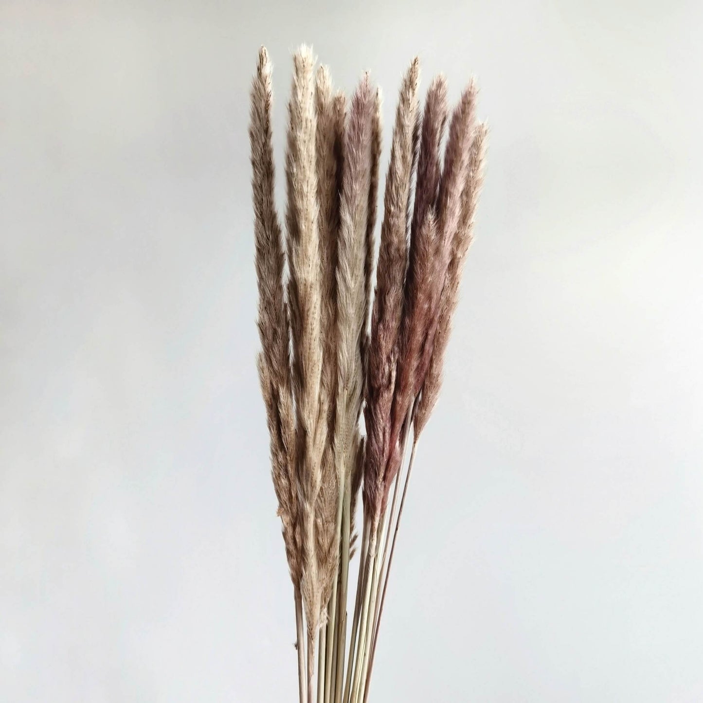 Mini Pampas