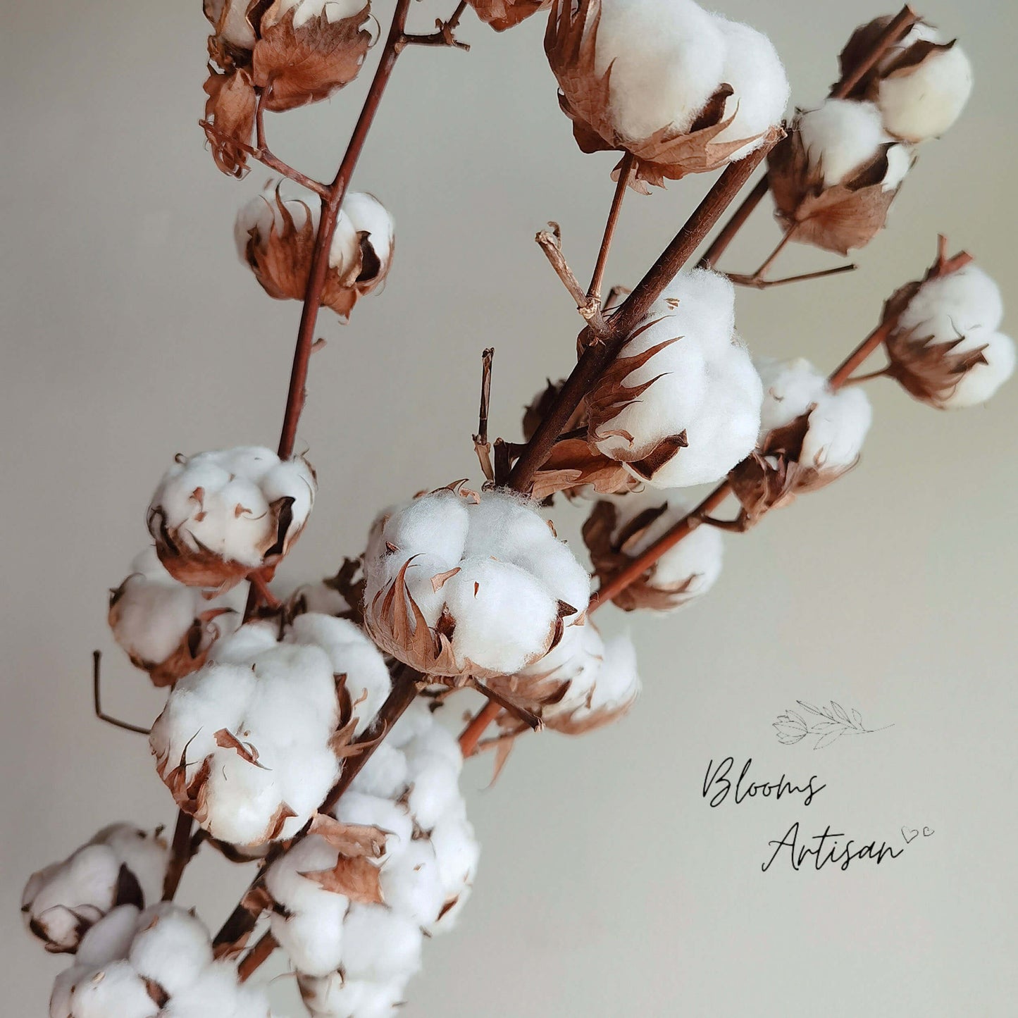 Cotton - Dried Flowers | Blooms Artisan PH