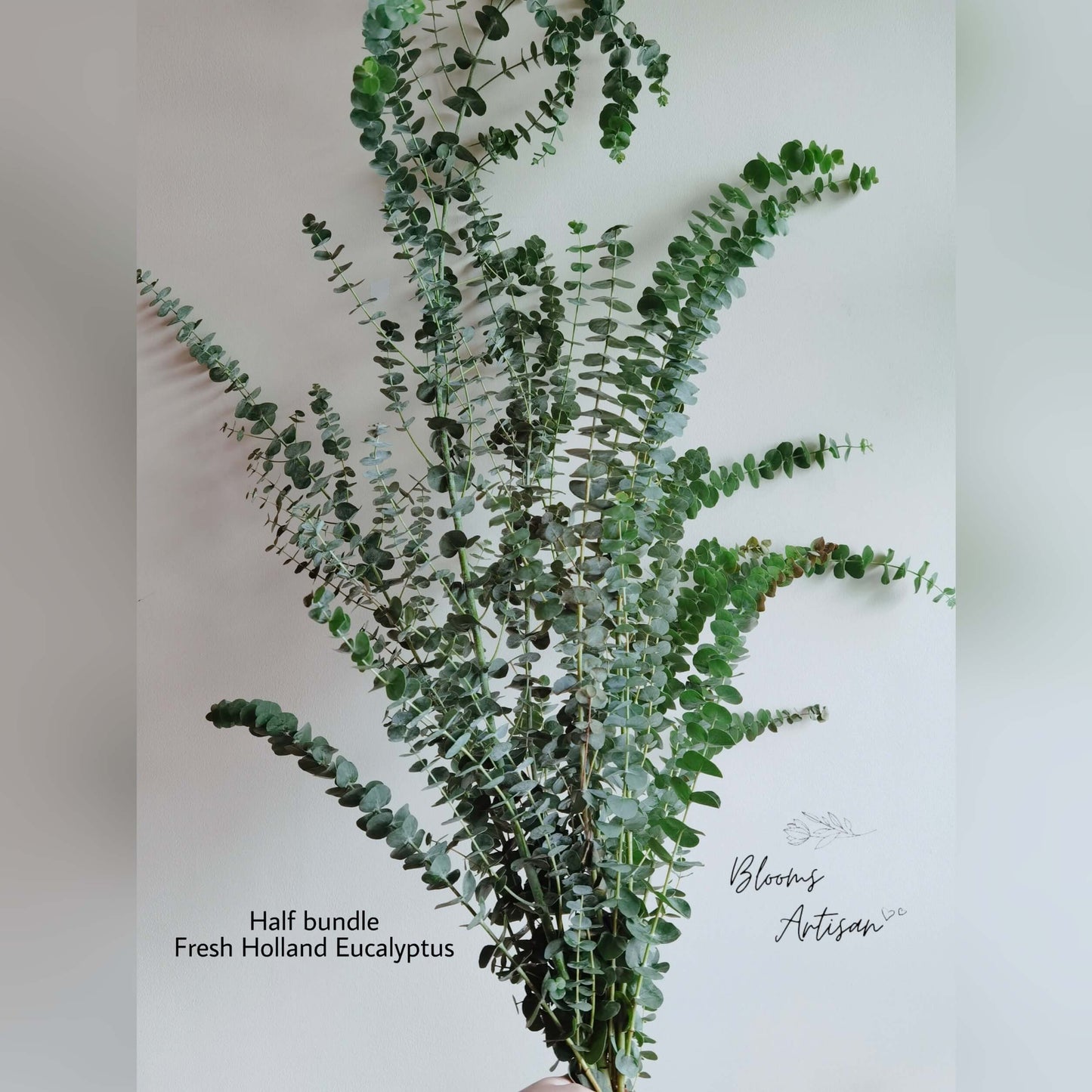 Fresh Eucalyptus
