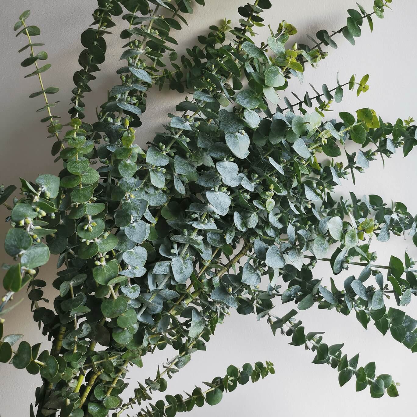 Eucalyptus - Flowers Plants | Blooms Artisan PH