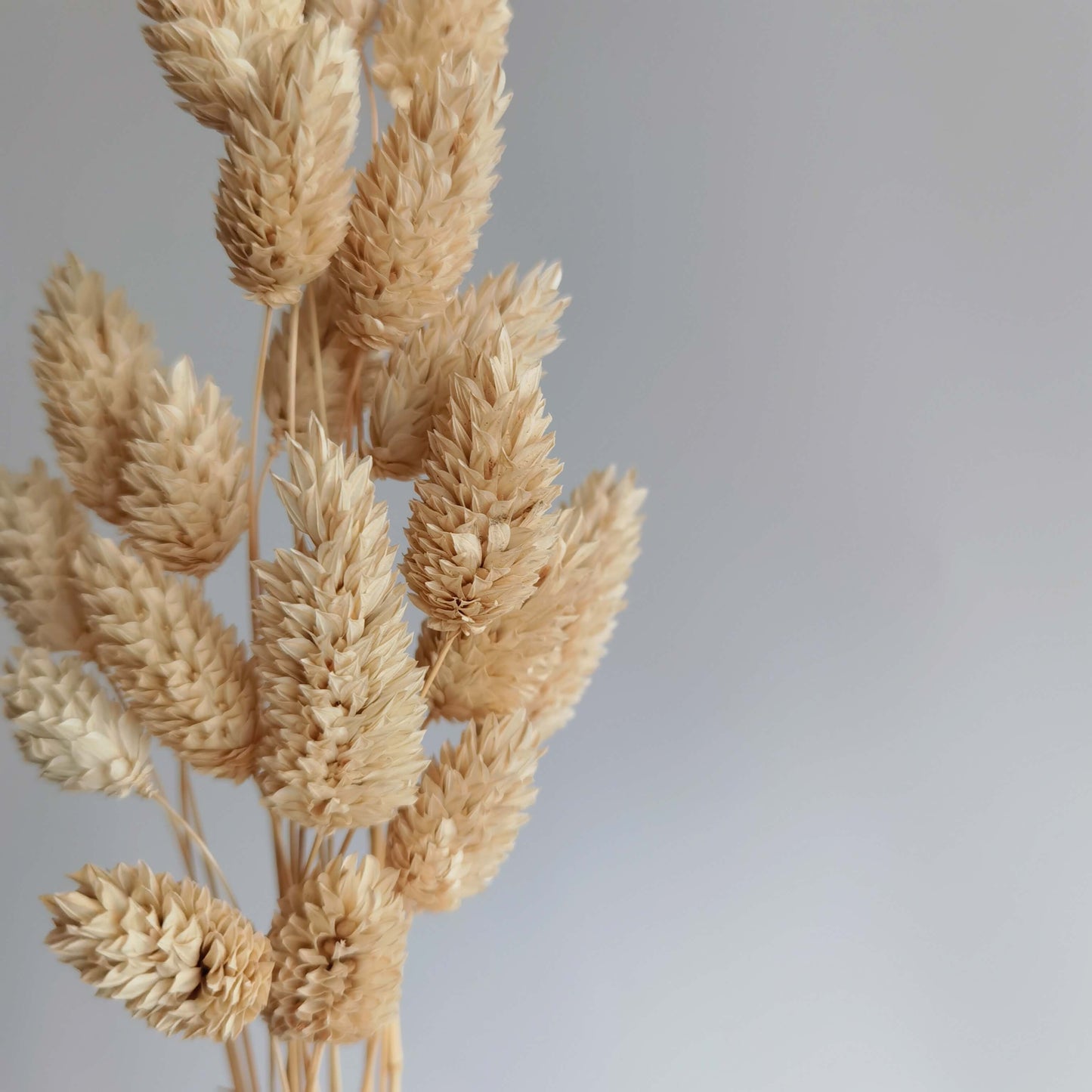Phalaris - Dried Flowers | Blooms Artisan PH