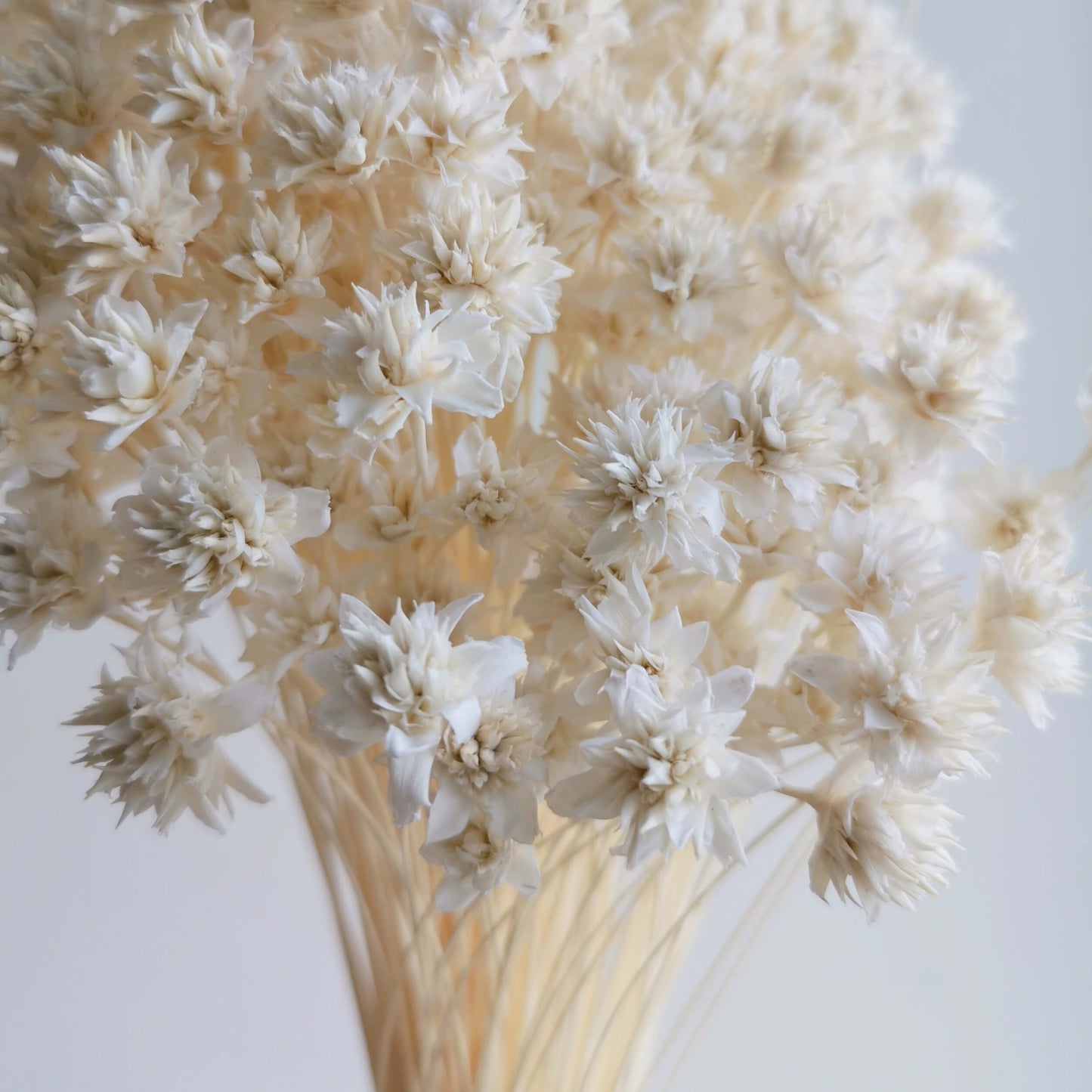 Hill Flower - Dried Flowers | Blooms Artisan PH