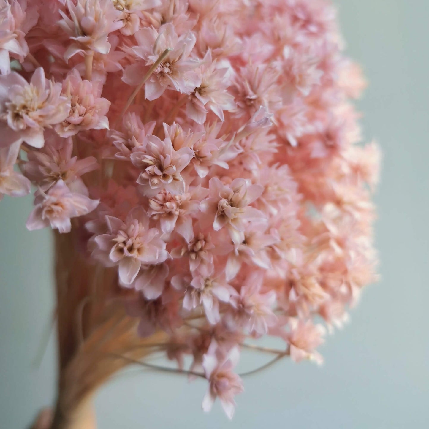 Hill Flower - Dried Flowers | Blooms Artisan PH