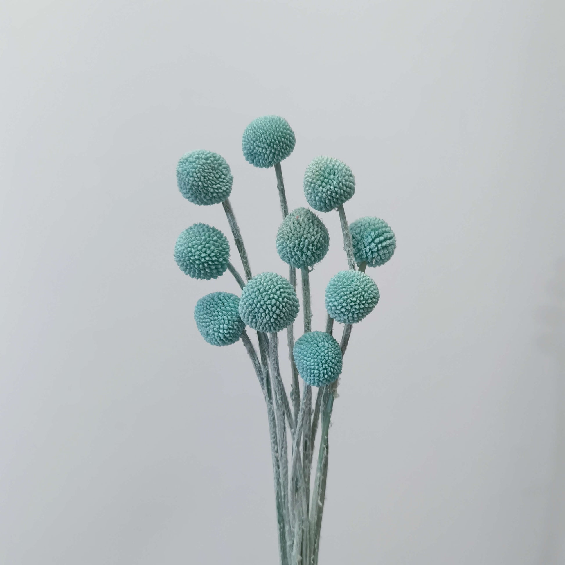 Craspedia (Billy Buttons) - Dried Flowers | Blooms Artisan PH