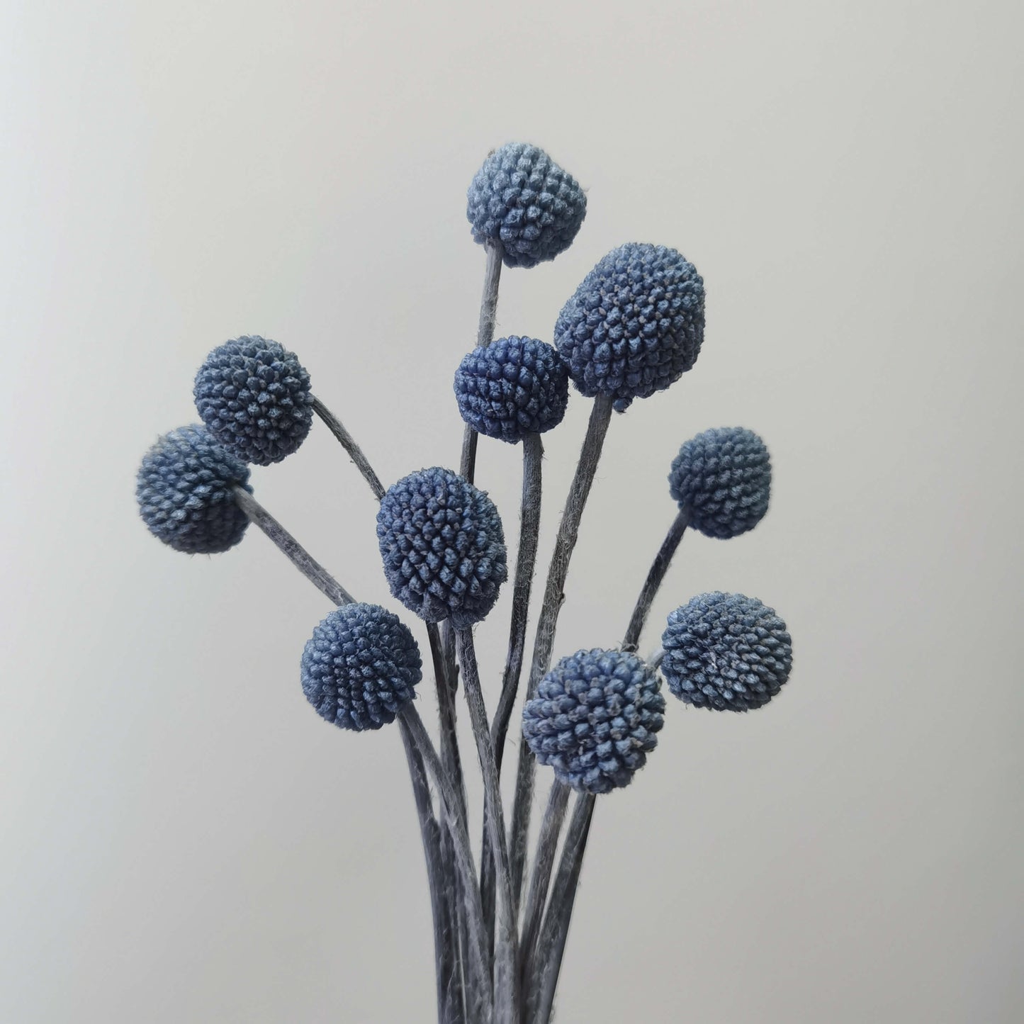 Craspedia (Billy Buttons)