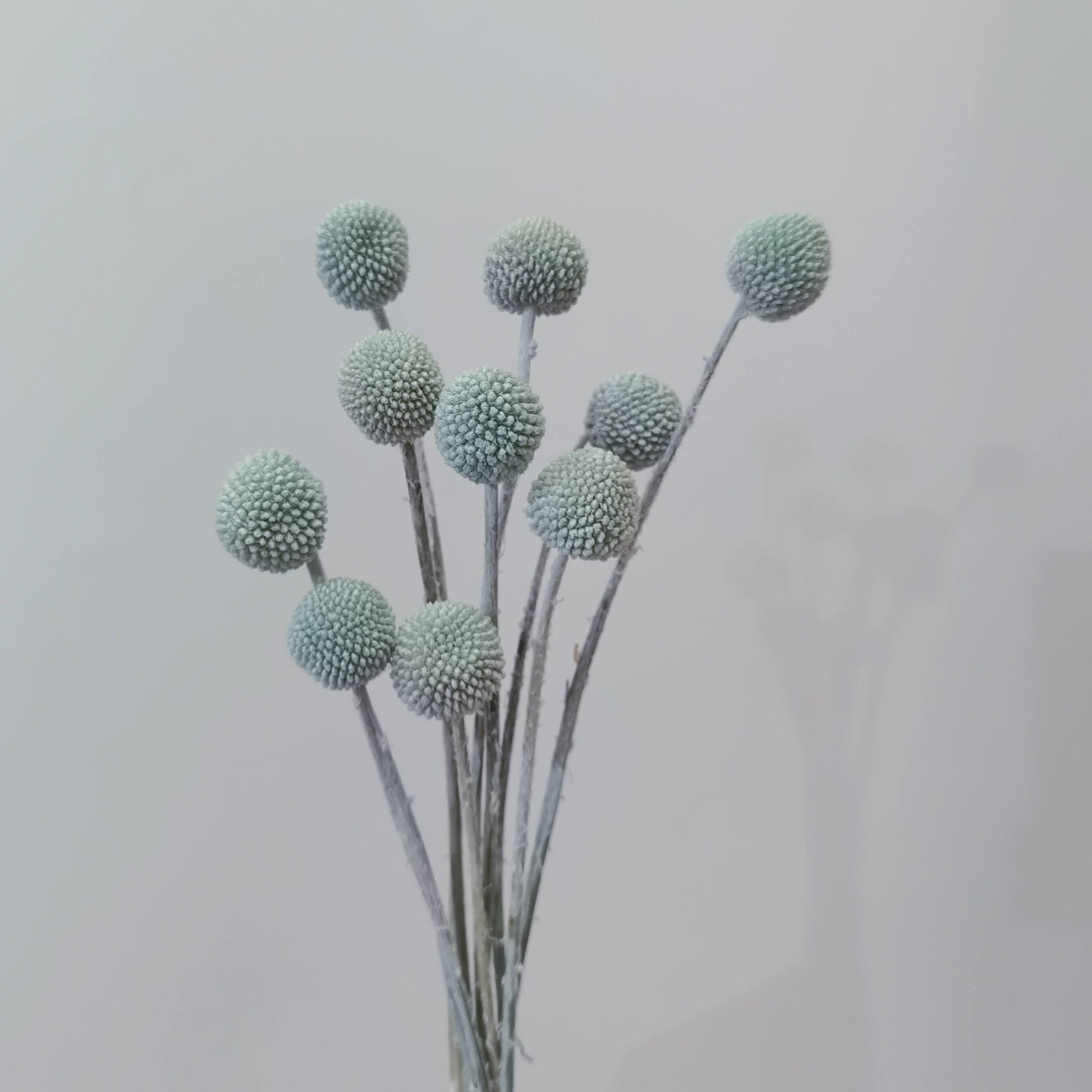 Craspedia (Billy Buttons) - Dried Flowers | Blooms Artisan PH