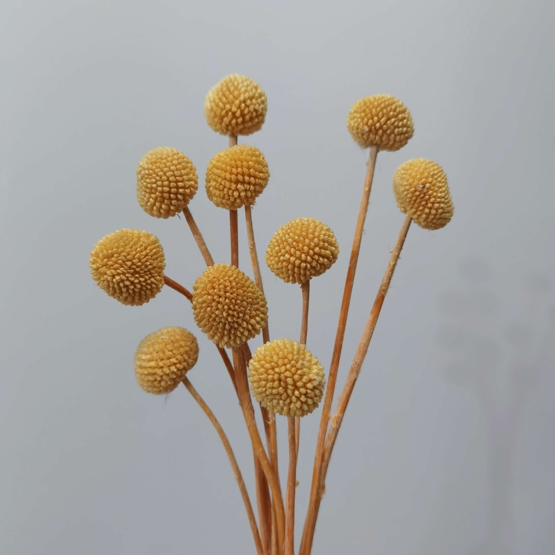 Craspedia (Billy Buttons) - Dried Flowers | Blooms Artisan PH