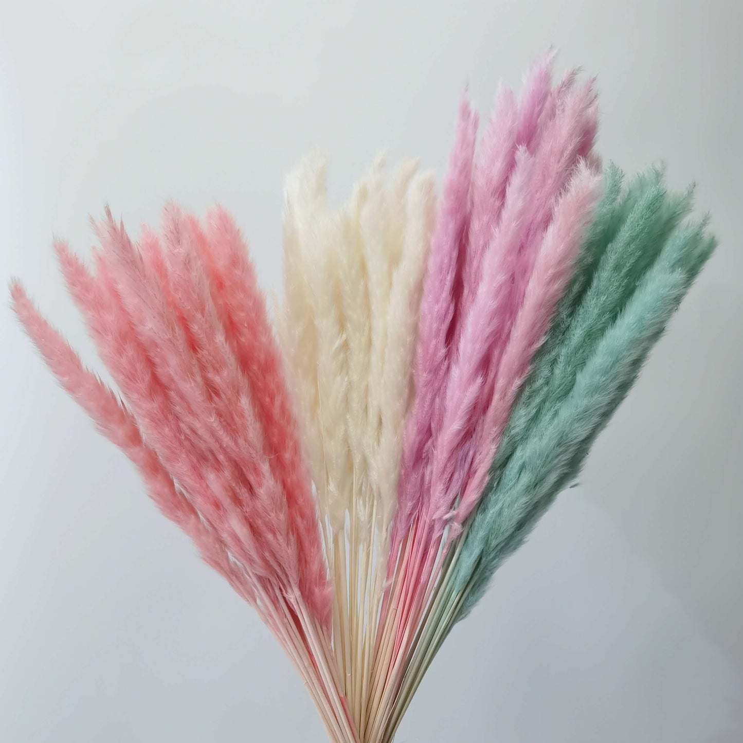 Mini Pampas