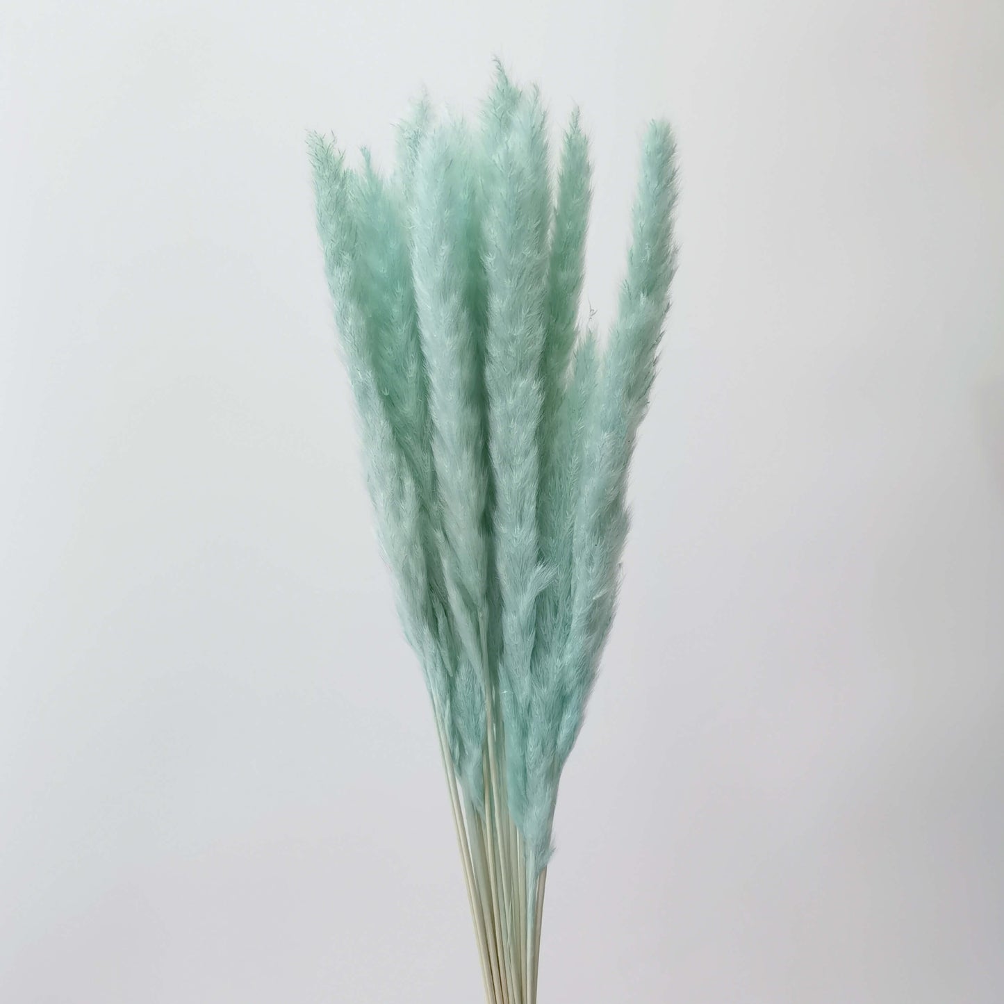 Mini Pampas