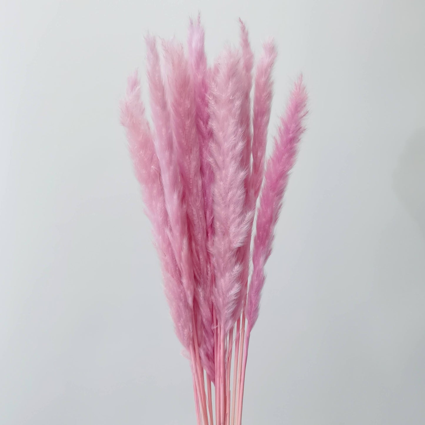 Mini Pampas