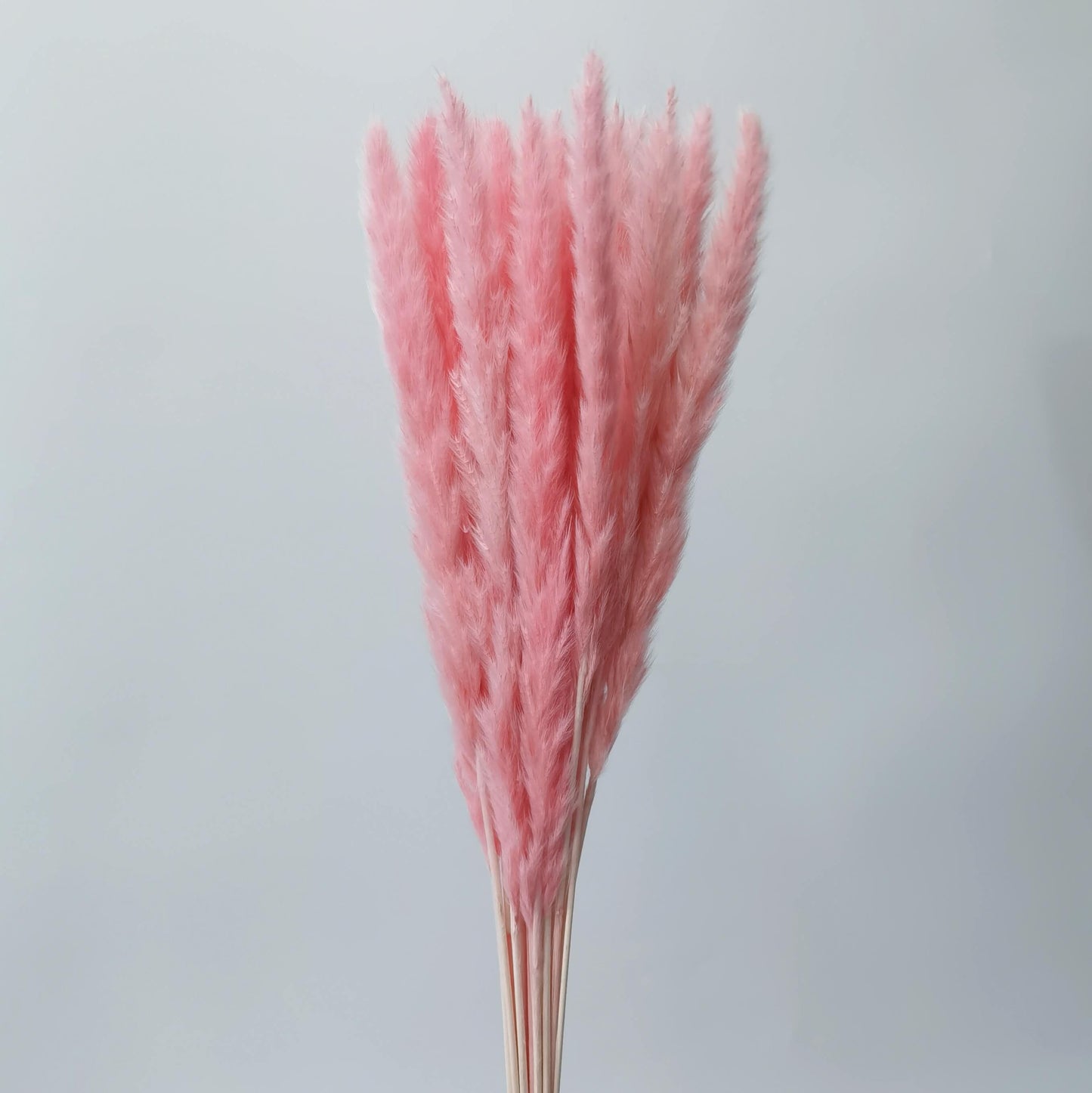 Mini Pampas