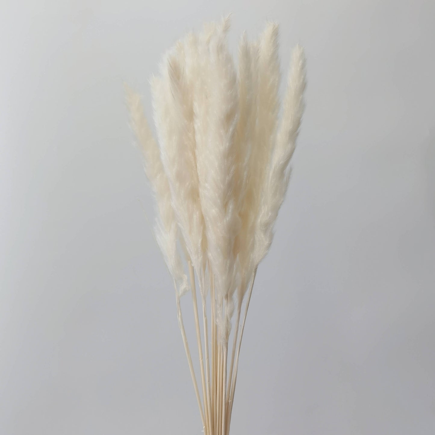 Mini Pampas