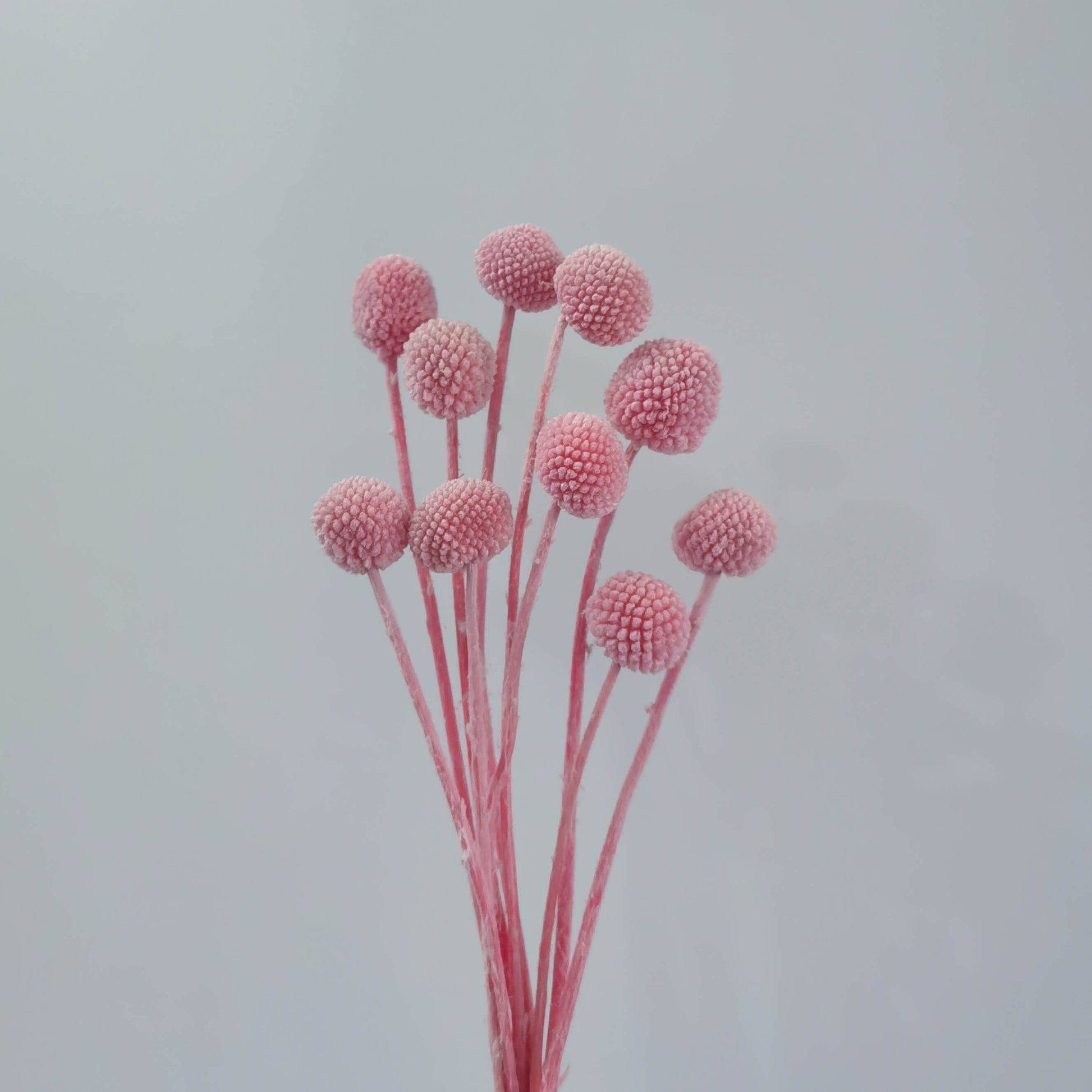 Craspedia (Billy Buttons) - Dried Flowers | Blooms Artisan PH