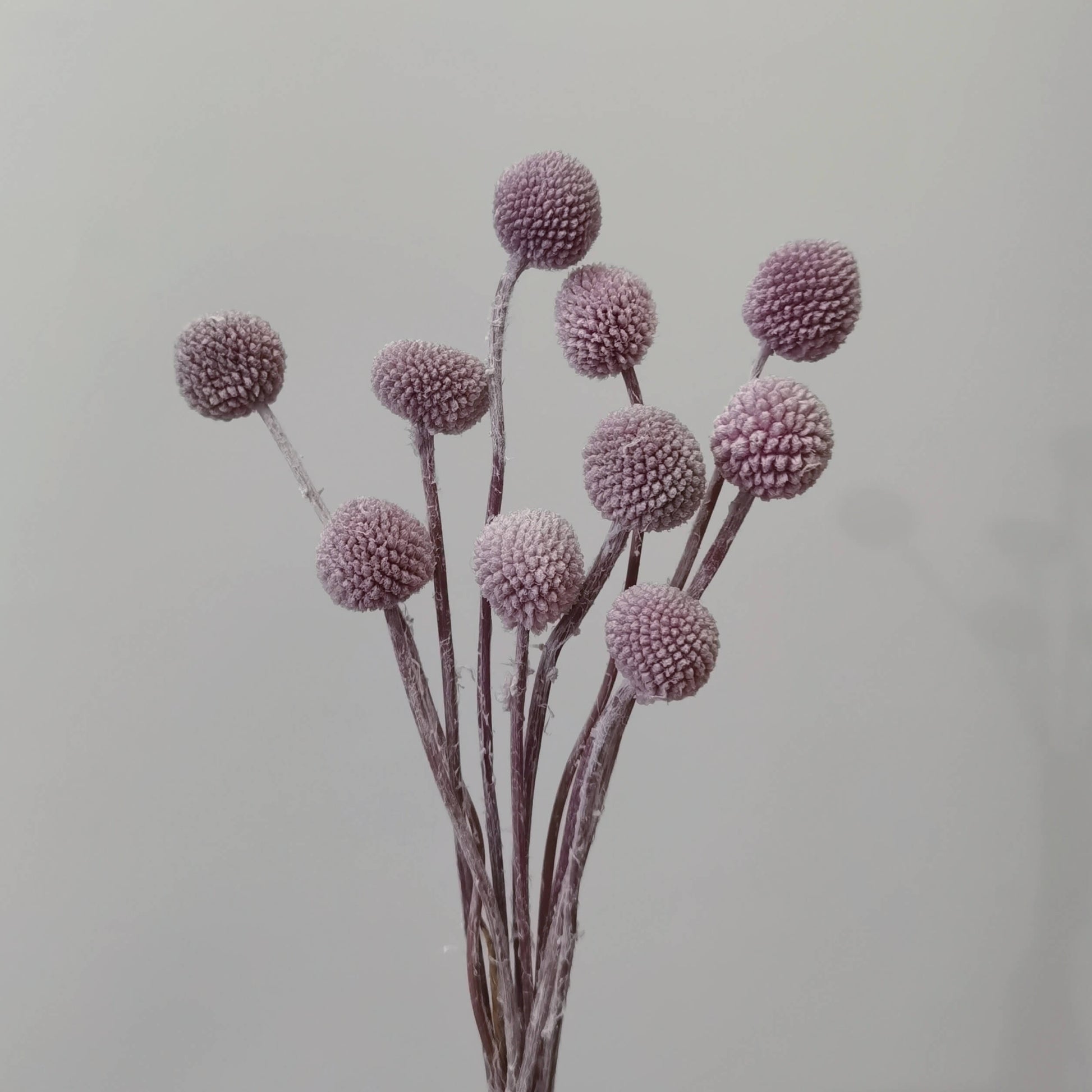 Craspedia (Billy Buttons) - Dried Flowers | Blooms Artisan PH