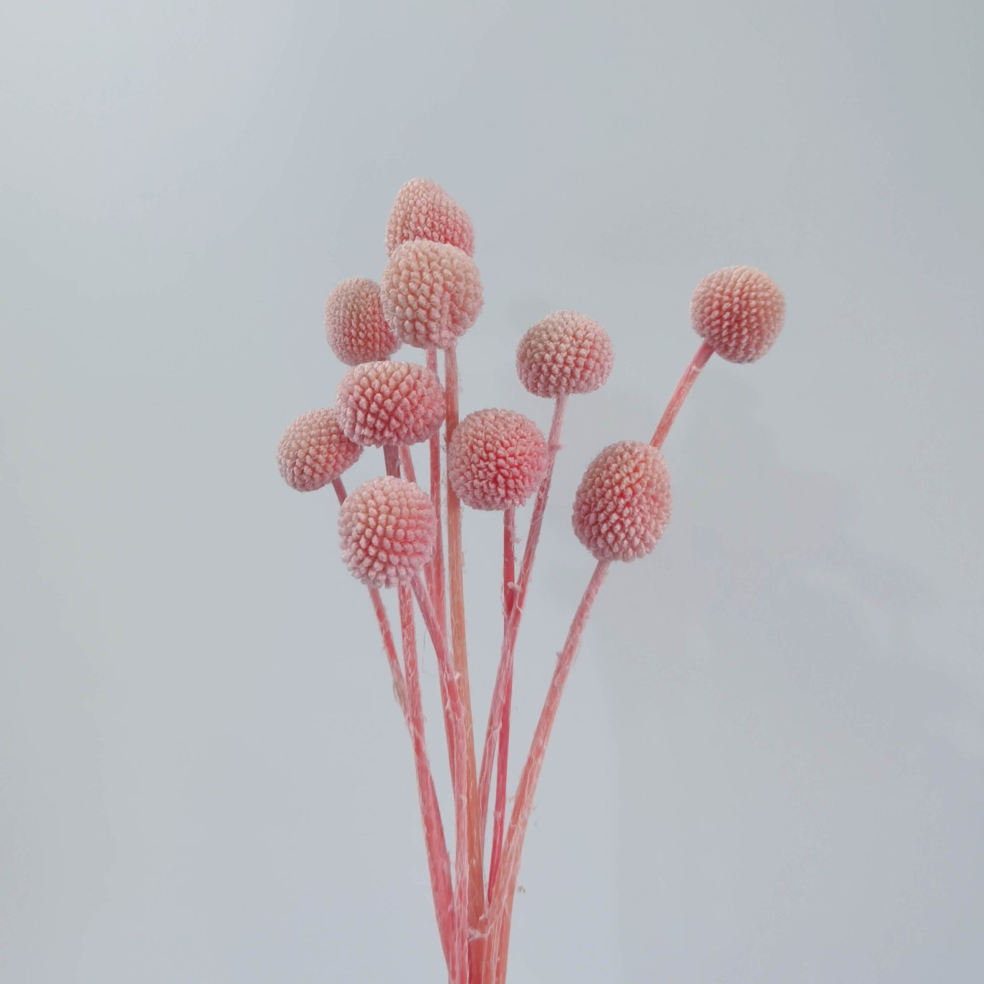 Craspedia (Billy Buttons) - Dried Flowers | Blooms Artisan PH