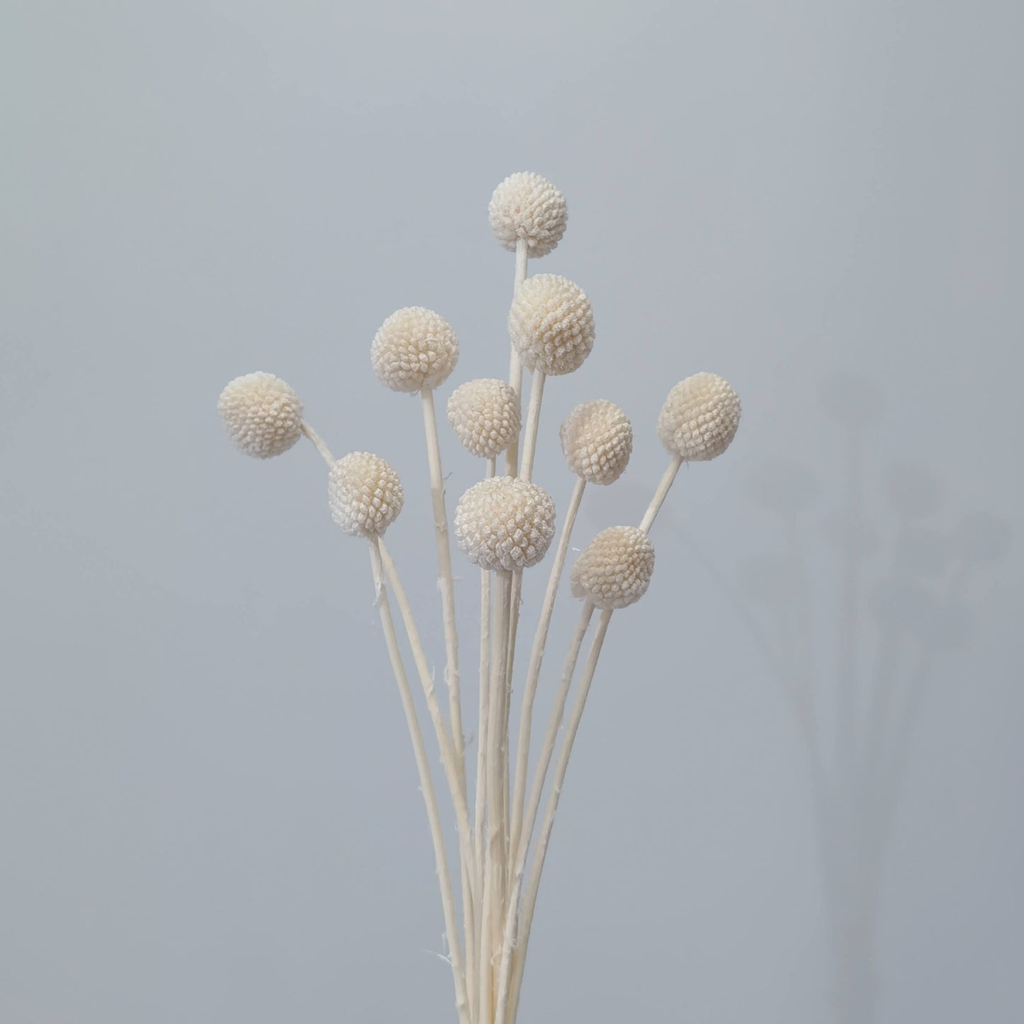 Craspedia (Billy Buttons) - Dried Flowers | Blooms Artisan PH