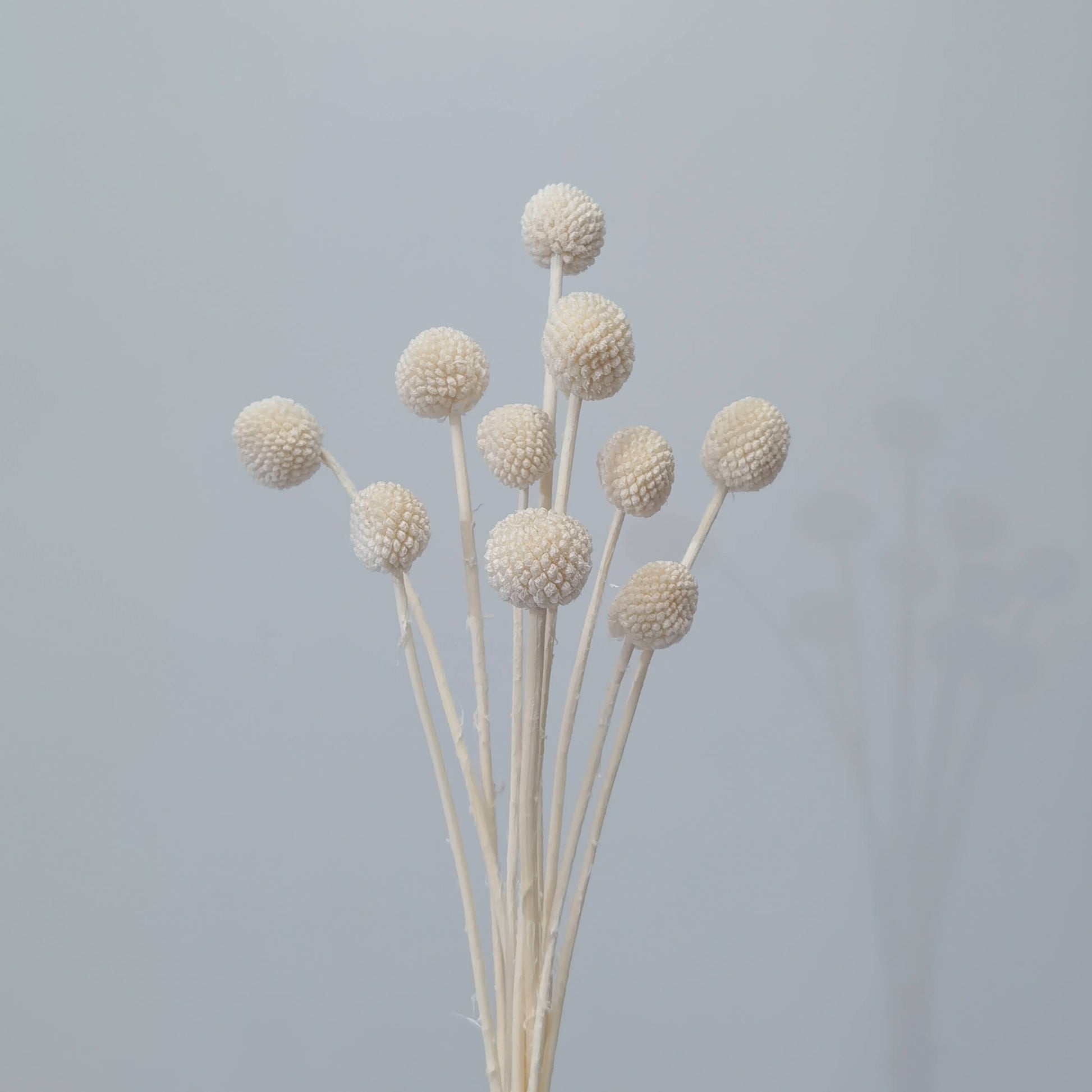 Craspedia (Billy Buttons) - Dried Flowers | Blooms Artisan PH