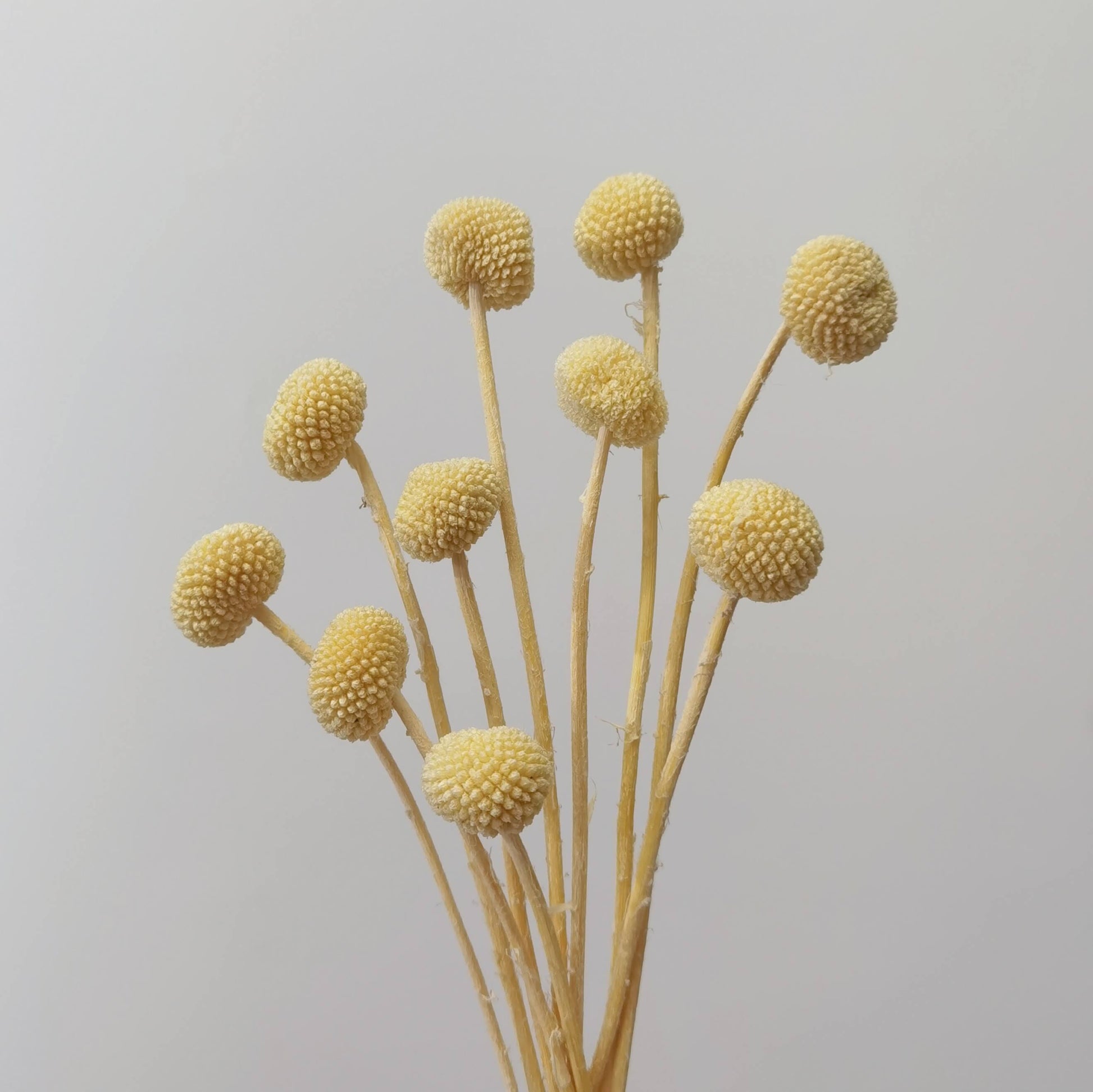 Craspedia (Billy Buttons) - Dried Flowers | Blooms Artisan PH
