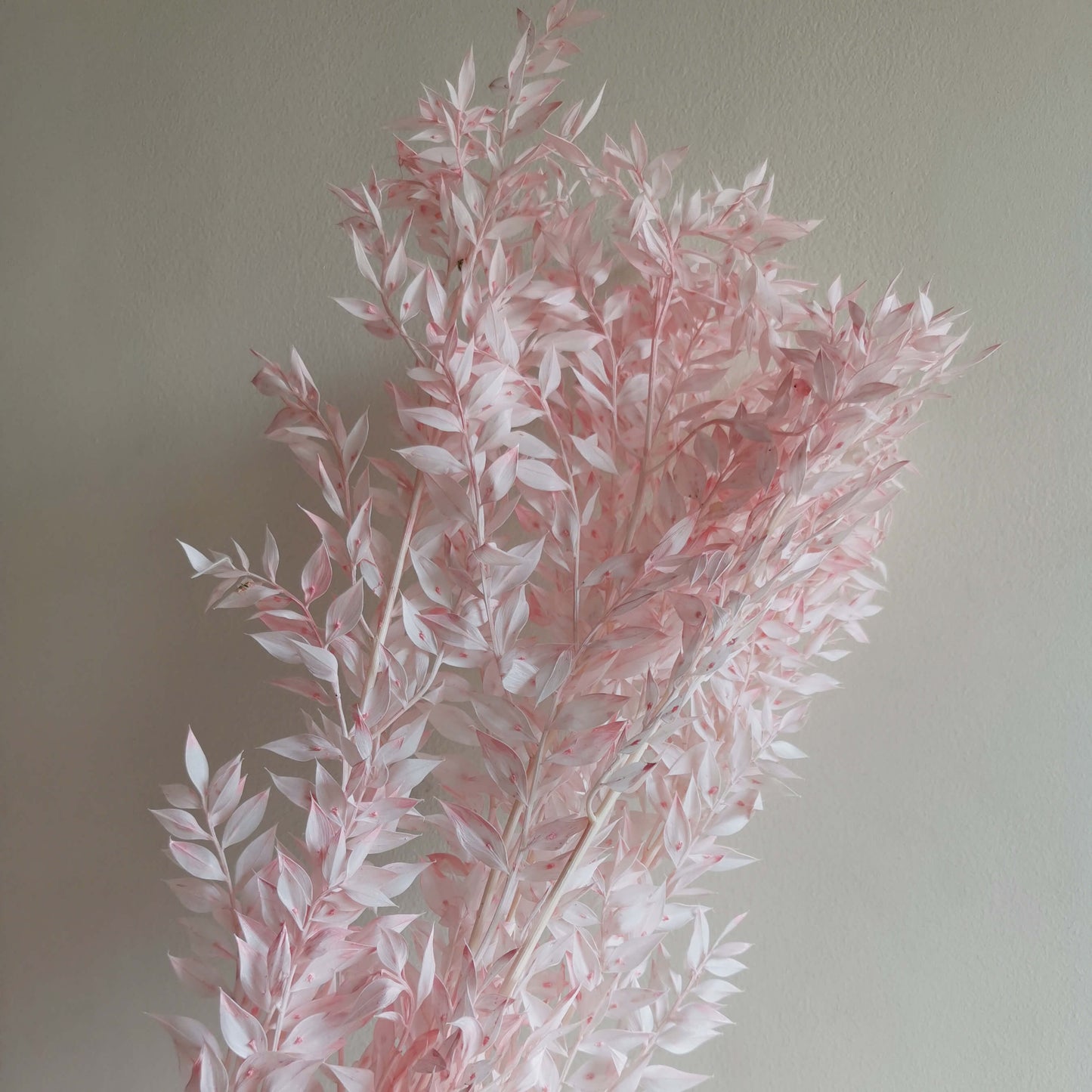 Italian Ruscus - Dried Flowers | Blooms Artisan PH