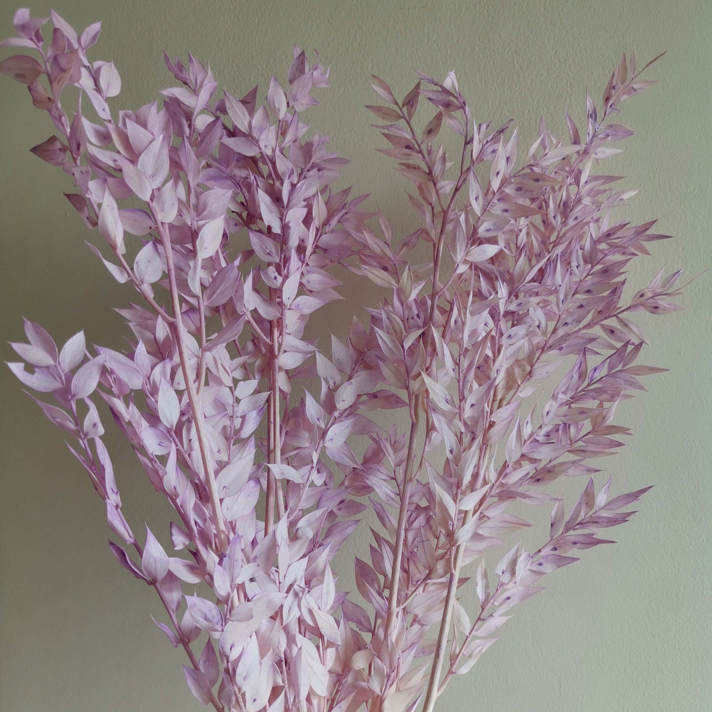 Italian Ruscus - Dried Flowers | Blooms Artisan PH