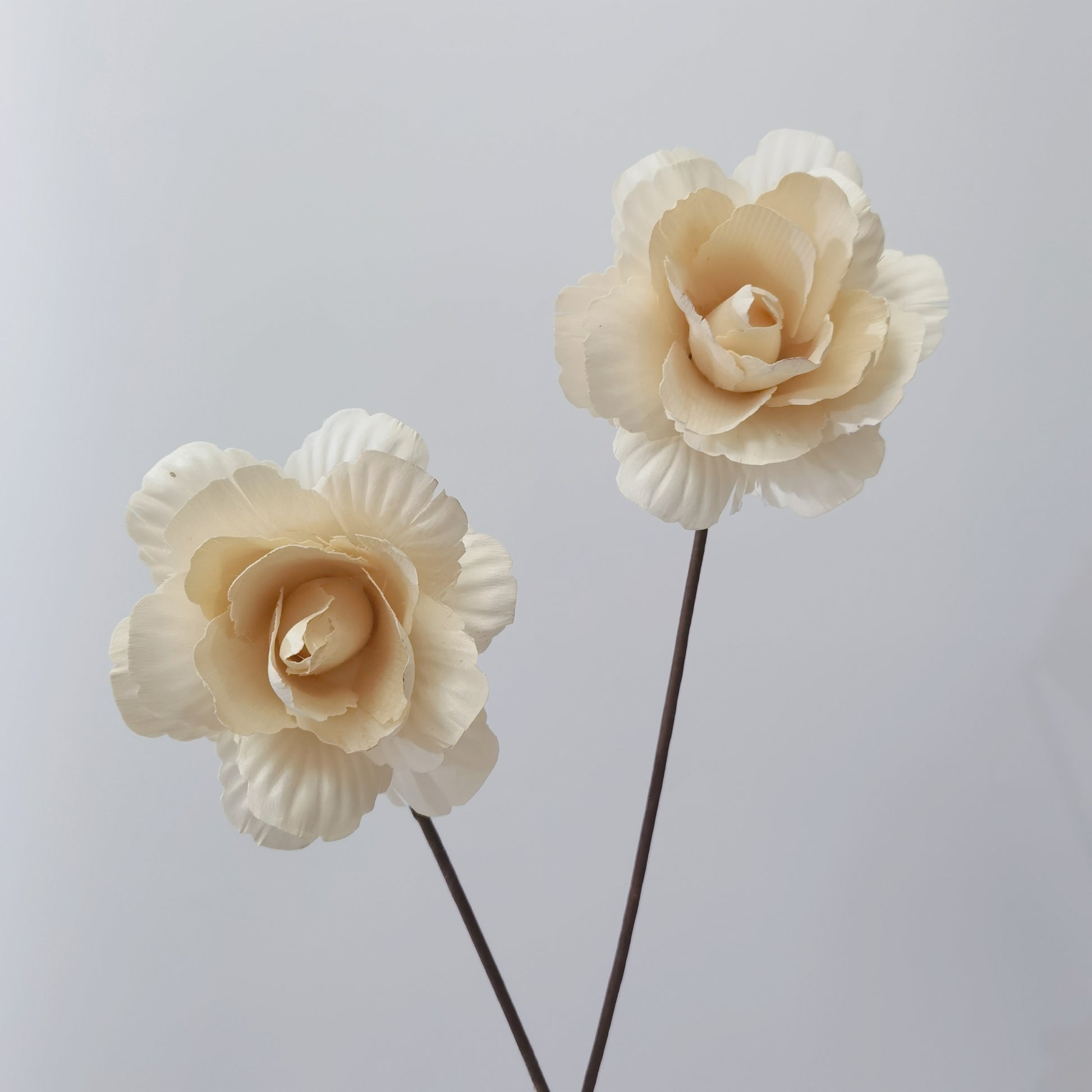 Asian Peony - Dried Flowers | Blooms Artisan PH