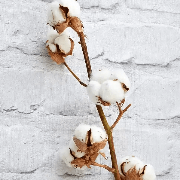Cotton - Dried Flowers | Blooms Artisan PH