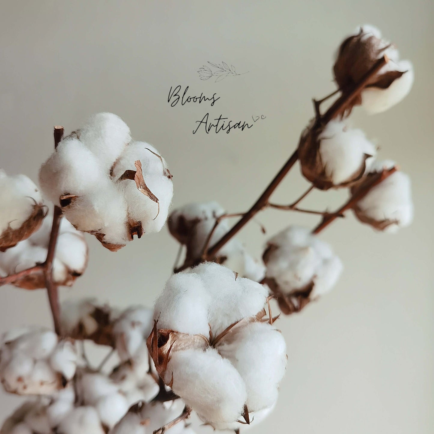 Cotton - Dried Flowers | Blooms Artisan PH