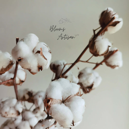 Cotton - Dried Flowers | Blooms Artisan PH