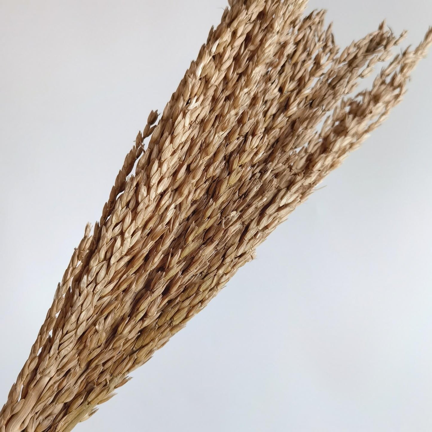 Wheat - Dried Plants | Blooms Artisan PH