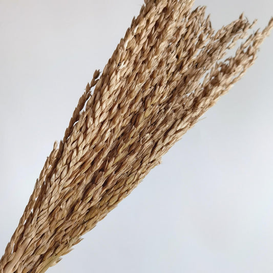 Wheat - Dried Plants | Blooms Artisan PH