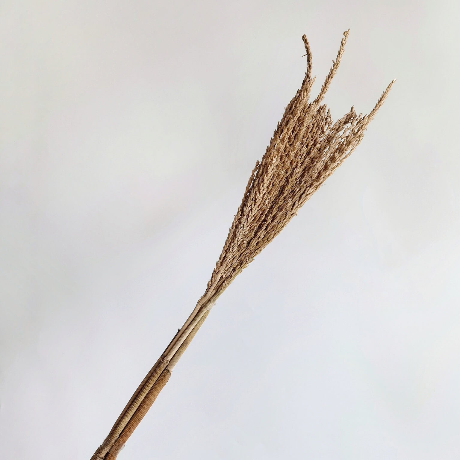 Wheat - Dried Plants | Blooms Artisan PH