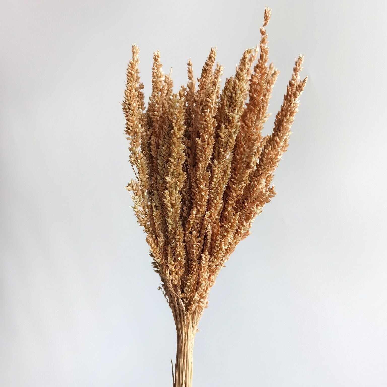 Long Feather Grass - Dried Plants | Blooms Artisan PH