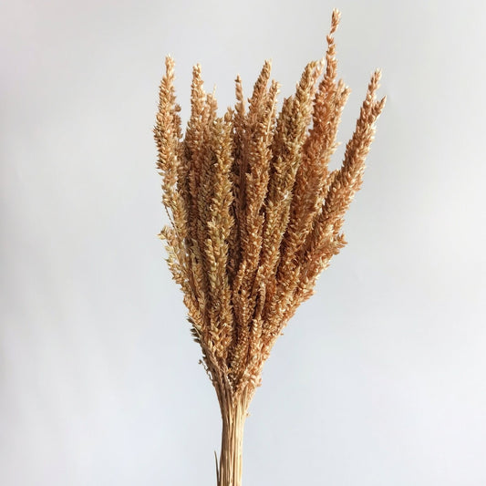 Long Feather Grass - Dried Plants | Blooms Artisan PH