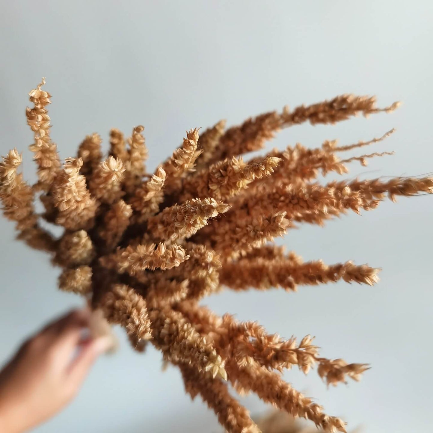 Long Feather Grass - Dried Plants | Blooms Artisan PH