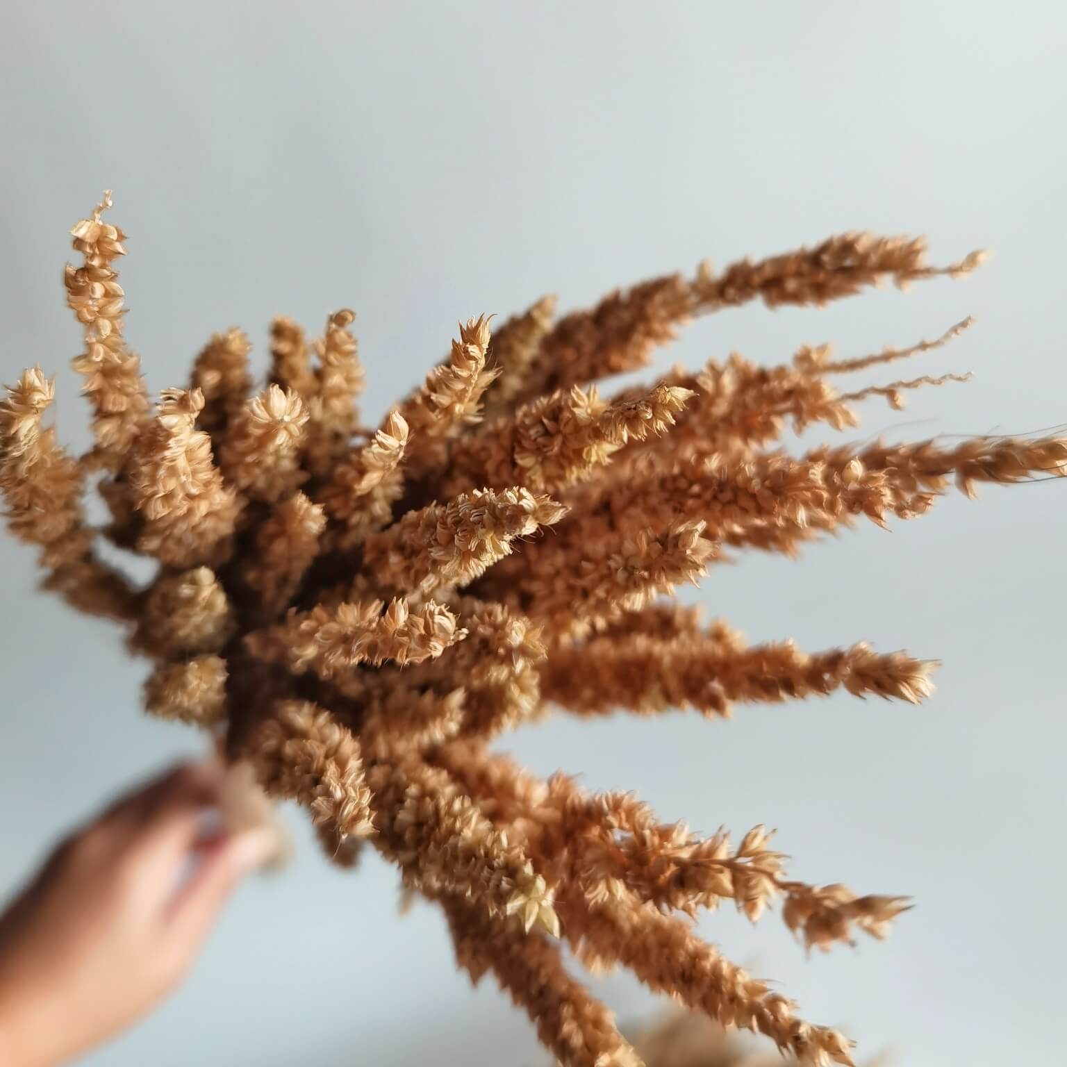 Long Feather Grass - Dried Plants | Blooms Artisan PH
