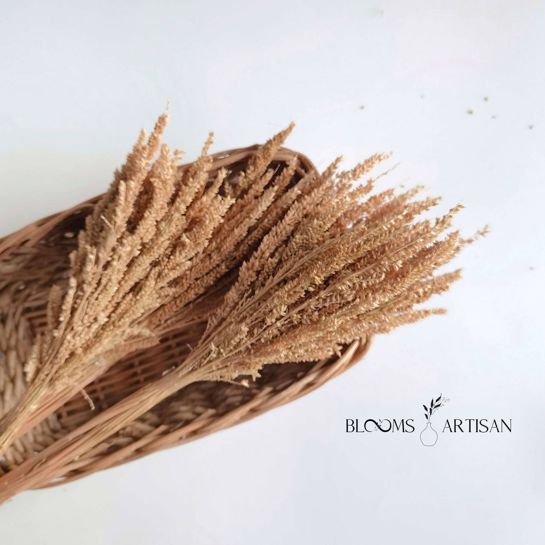 Long Feather Grass - Dried Plants | Blooms Artisan PH