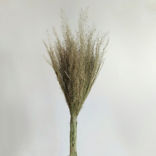 Green Grass - Dried Plants | Blooms Artisan PH