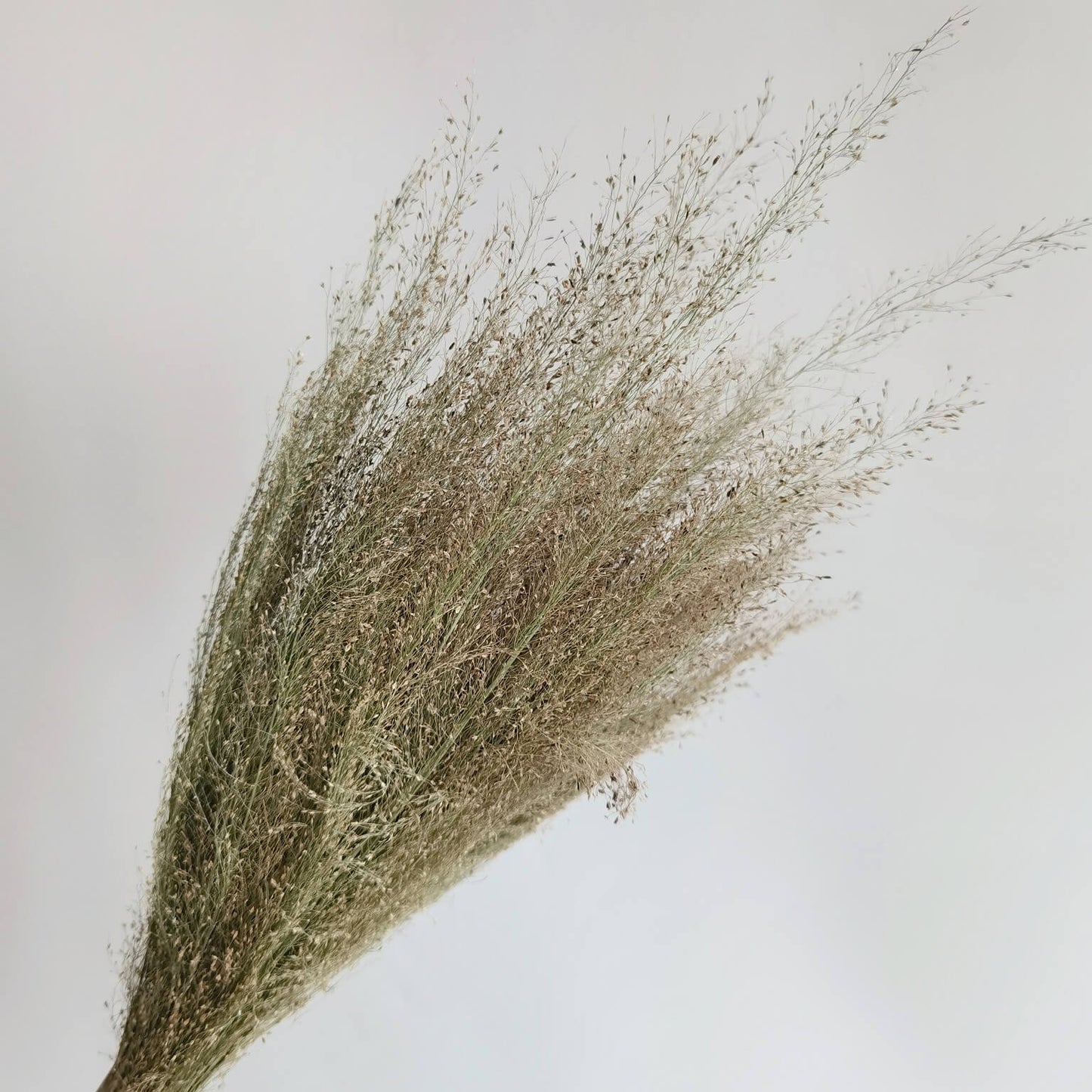 Green Grass - Dried Plants | Blooms Artisan PH