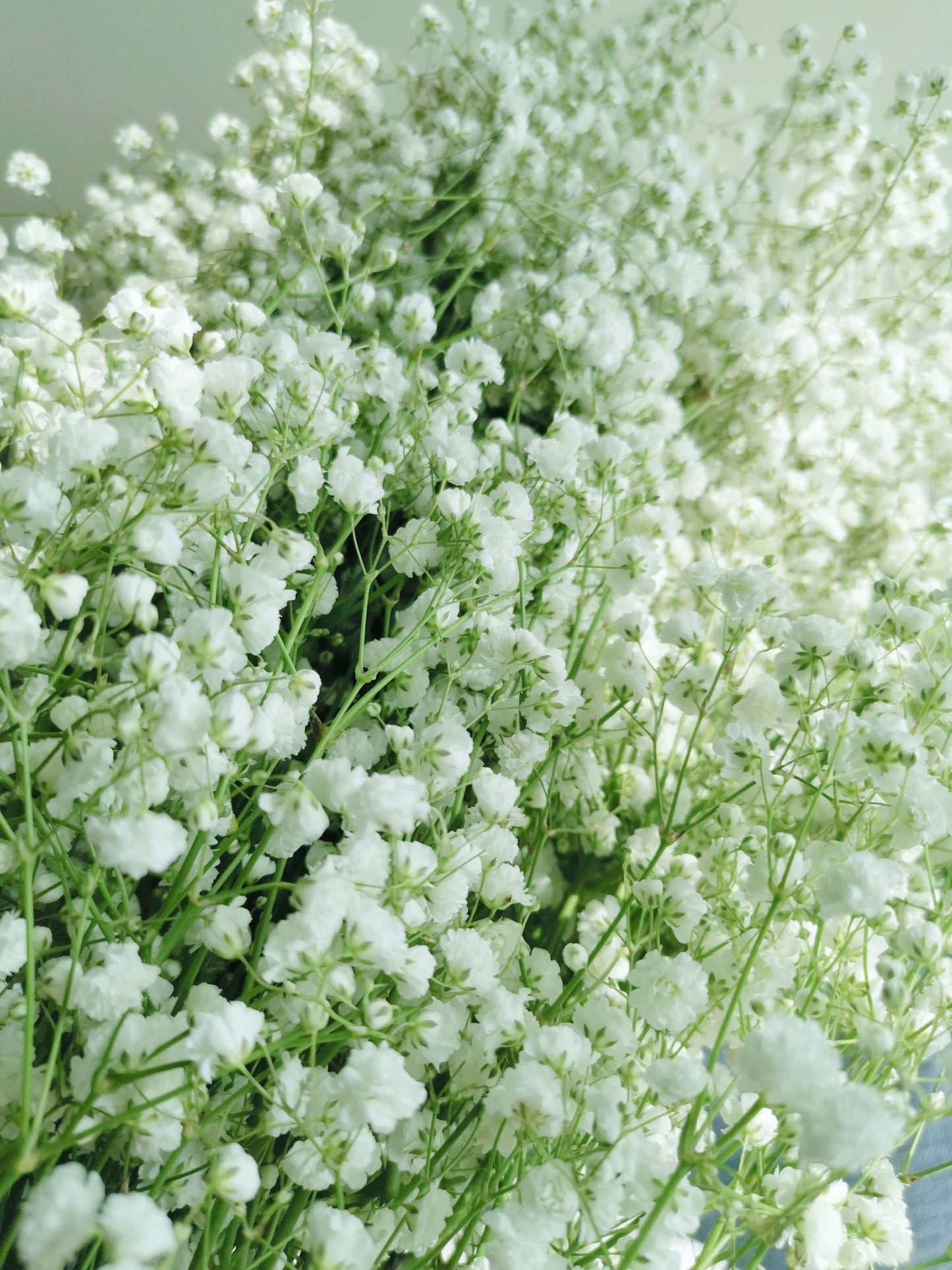 Fresh Gypsophila (Baby's Breath)