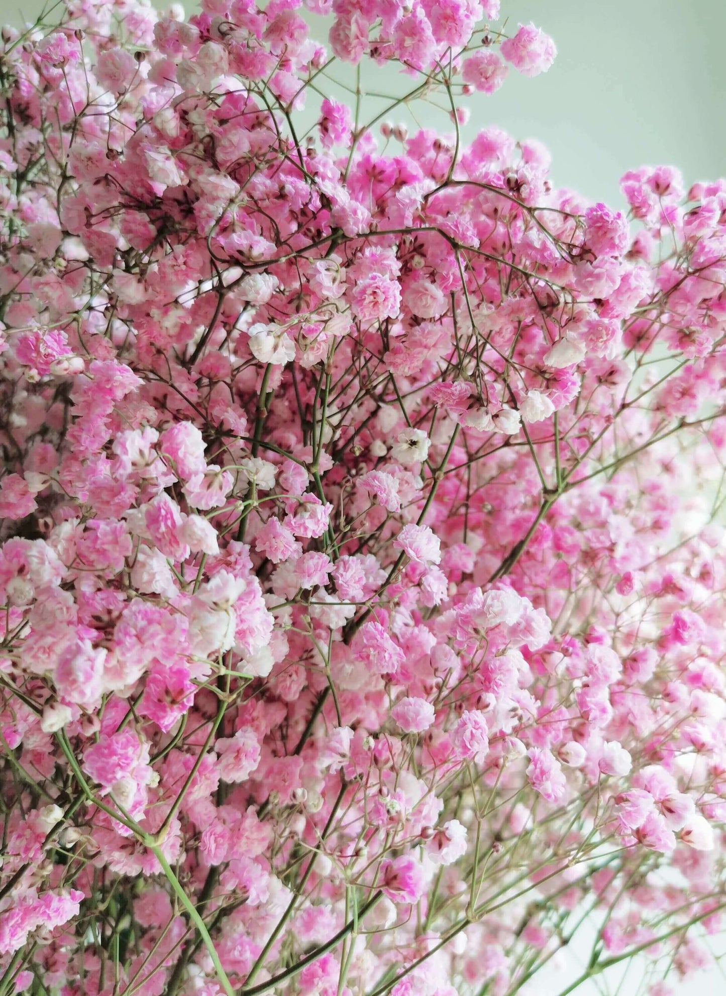 Fresh Gypsophila (Baby's Breath)