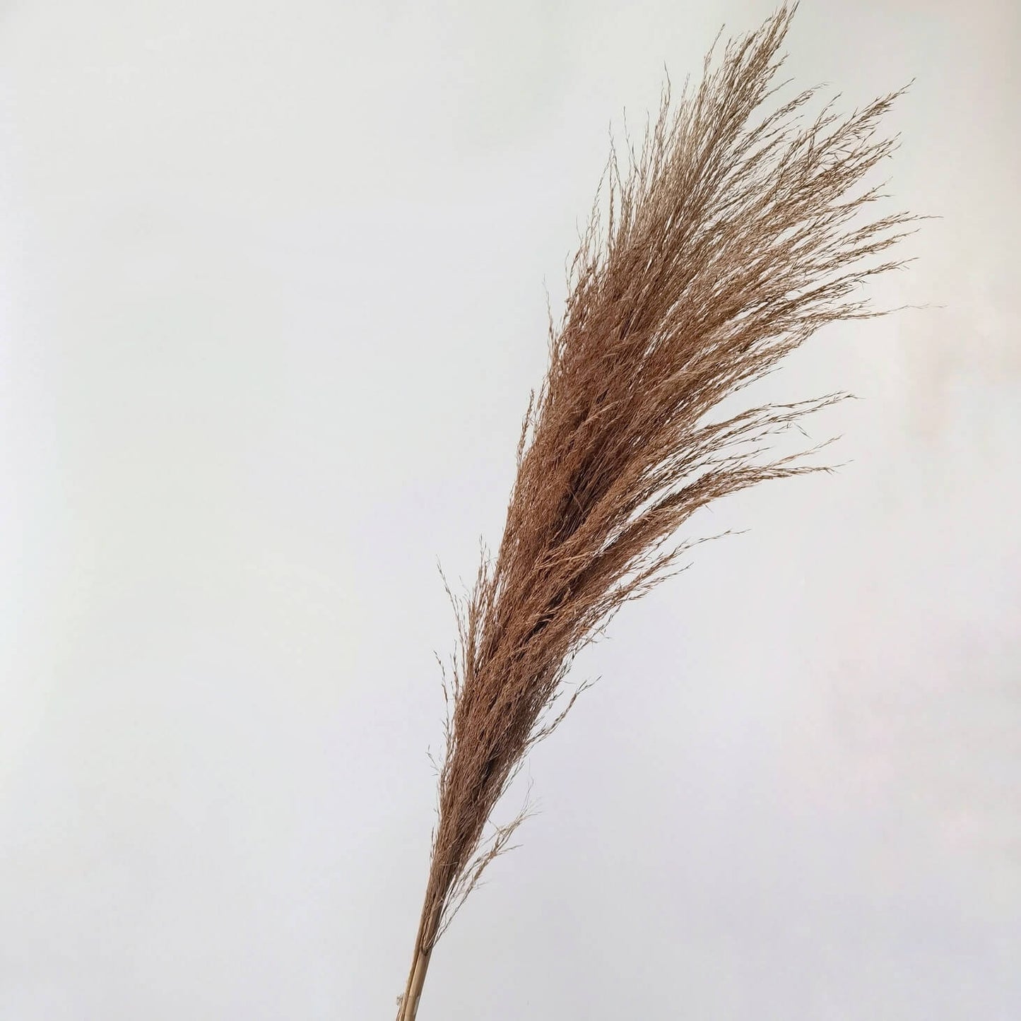 Dried Local Pampas