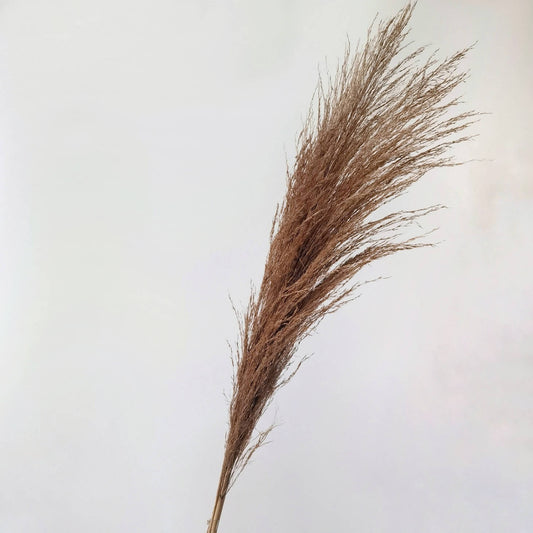 Dried Local Pampas