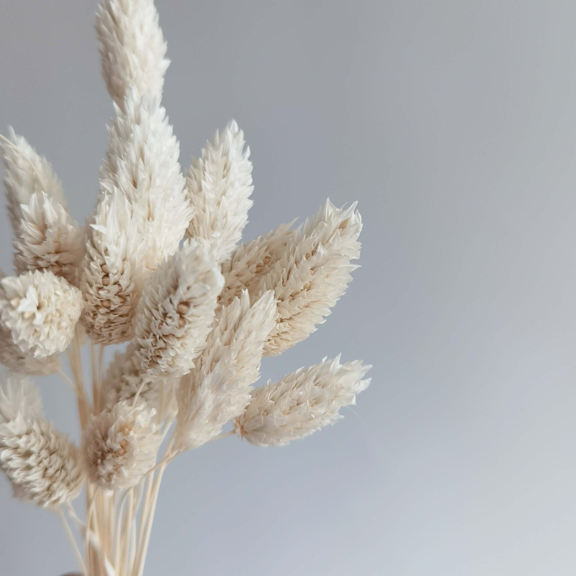 Phalaris - Dried Flowers | Blooms Artisan PH