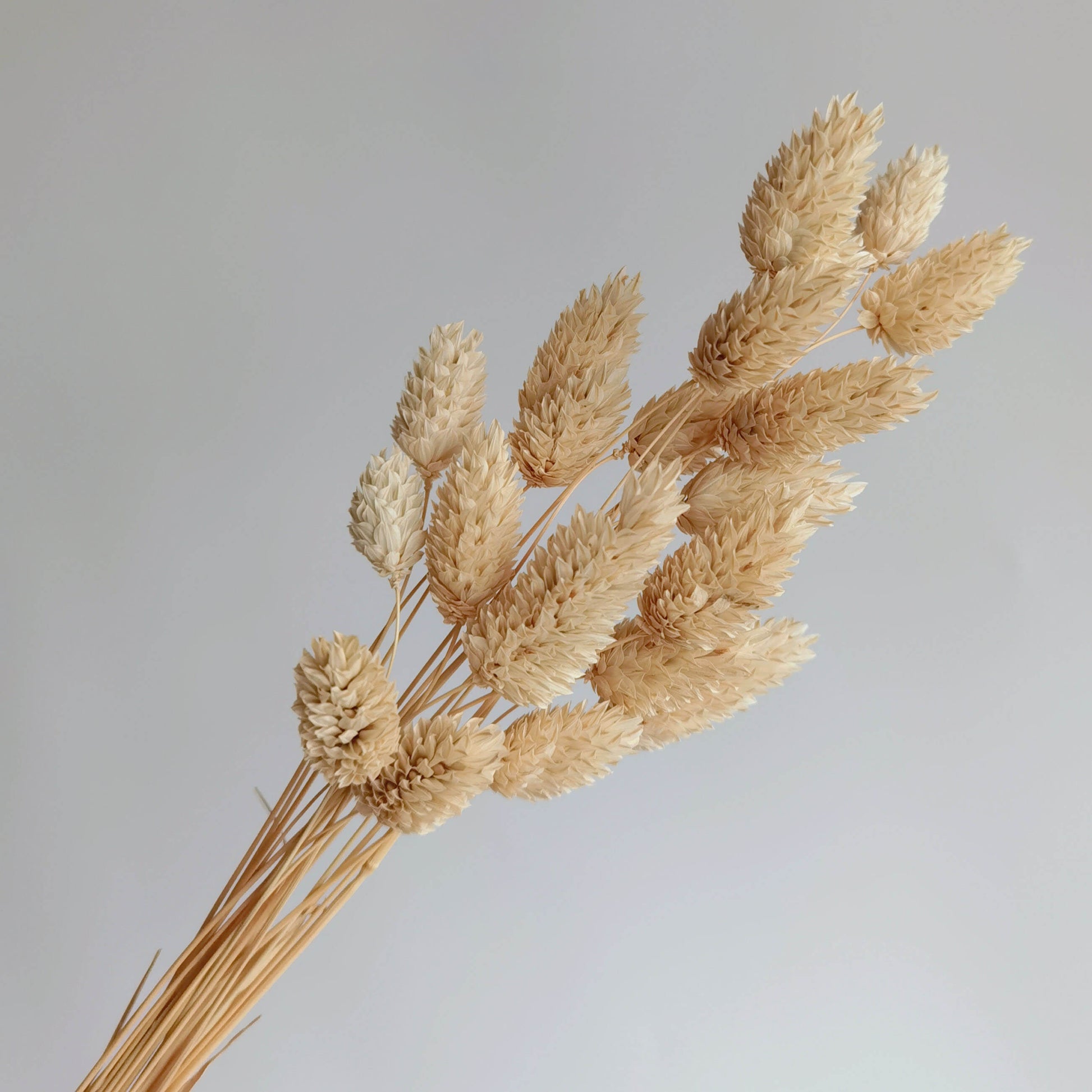 Phalaris - Dried Flowers | Blooms Artisan PH
