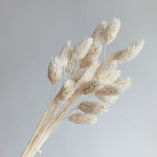 Phalaris - Dried Flowers | Blooms Artisan PH