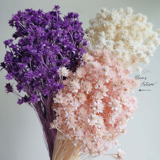 Hill Flower - Dried Flowers | Blooms Artisan PH