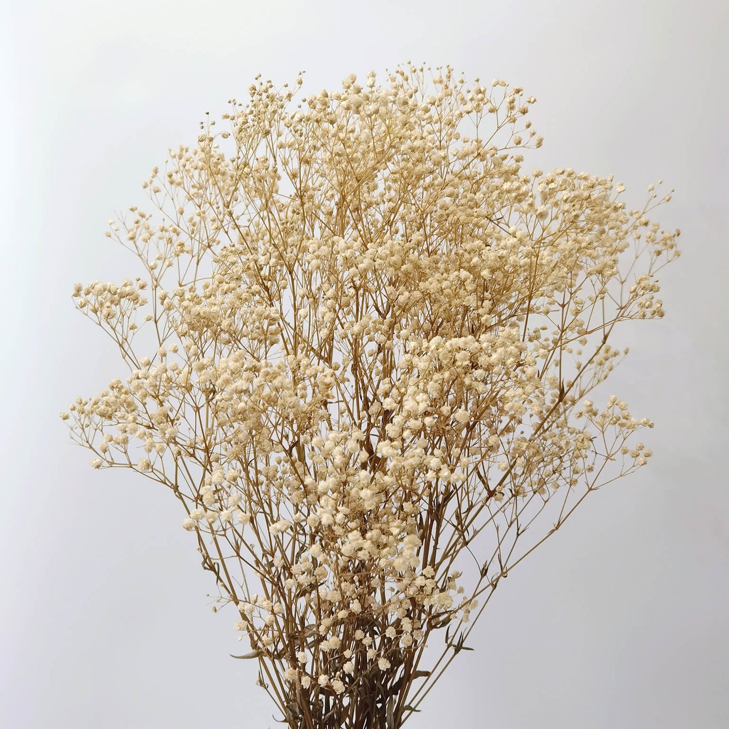 Gypsophila - Preserved Flowers | Blooms Artisan PH
